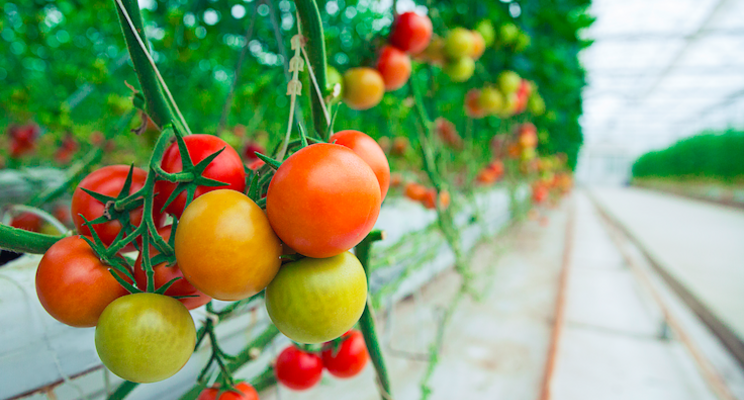 New All-America Selections winners include tomatoes New All-America Selections winners include tomatoes