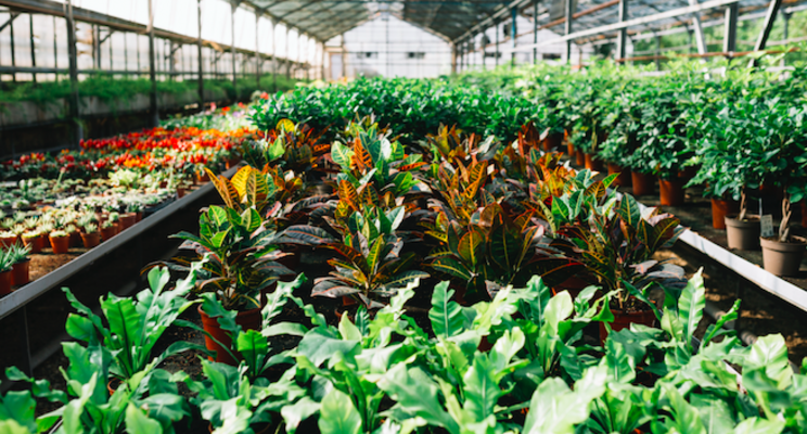 Sakata Seed America announces appointment of new COO Sakata Seed America announces appointment of new COO