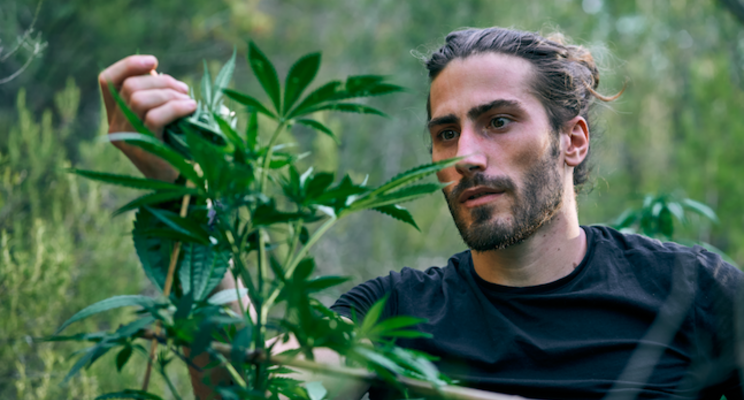 LEDs, the climate disaster, and cannabis carbon problem LEDs, the climate disaster, and cannabis carbon problem