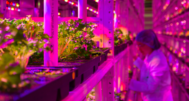 Growth fund lands Alberta new commercial vertical farm Growth fund lands Alberta new commercial vertical farm