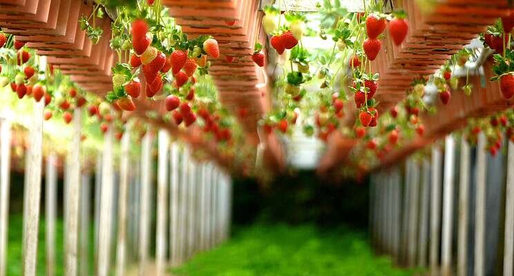 Vertical strawberry farm launches in Quebec