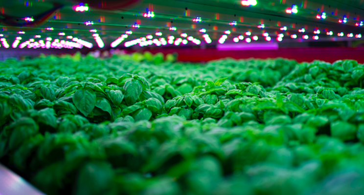 Indoor farming gaining popularity Indoor farming gaining popularity