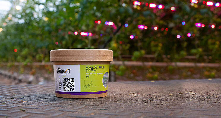 New sustainable packaging for Macrolophus predators New sustainable packaging for Macrolophus predators