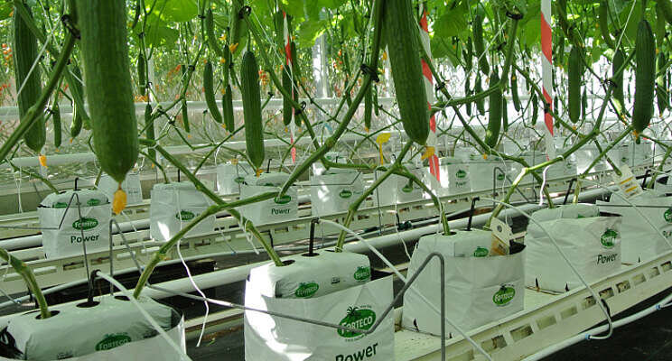 Growing cucumbers with circular fertiliser Growing cucumbers with circular fertiliser