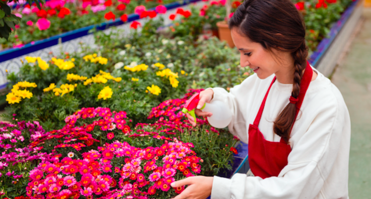 Preparing for spring ornamental production Preparing for spring ornamental production