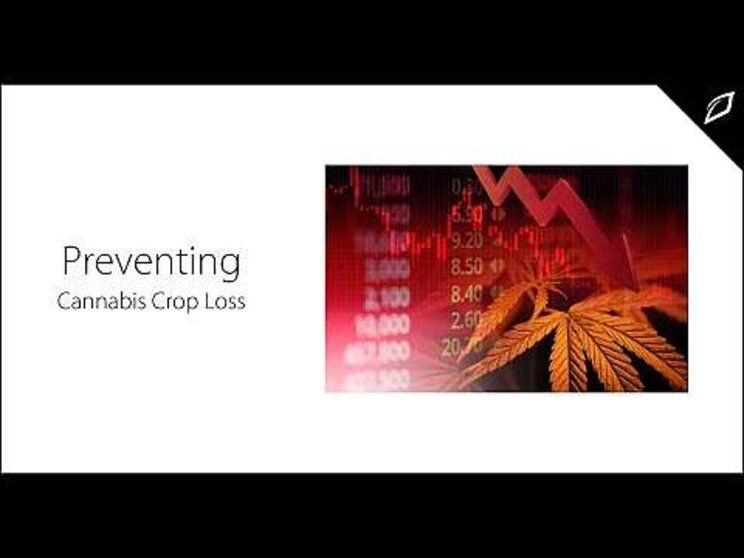Tips to prevent crop losses in cannabis Tips to prevent crop losses in cannabis