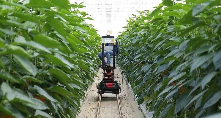 Delhi govt to organise urban farming expo on Nov 27-28