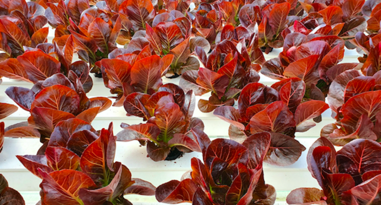 In southwest Ohio, tech is driving changes in food production In southwest Ohio, tech is driving changes in food production