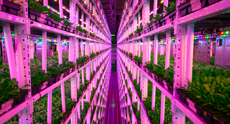 Indoor vertical farm in crowded megacity Indoor vertical farm in crowded megacity