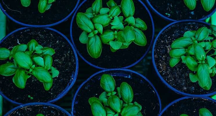 Vertical farm to supply basil and salads to London restaurants Vertical farm to supply basil and salads to London restaurants