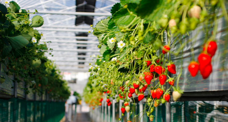 The largest CEA vertical strawberry farm is launched