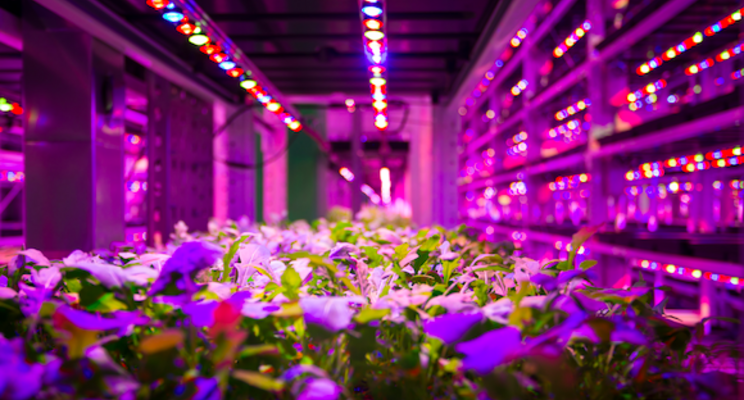 Could spirulina be grown in indoor vertical farms?