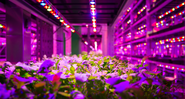 Could spirulina be grown in indoor vertical farms? Could spirulina be grown in indoor vertical farms?