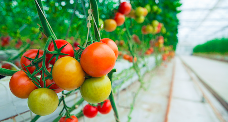 Bayer and Microsoft partner to develop digital farming tools Bayer and Microsoft partner to develop digital farming tools