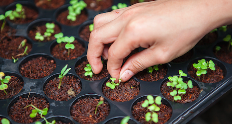 Growing media supply and demand challenges Growing media supply and demand challenges