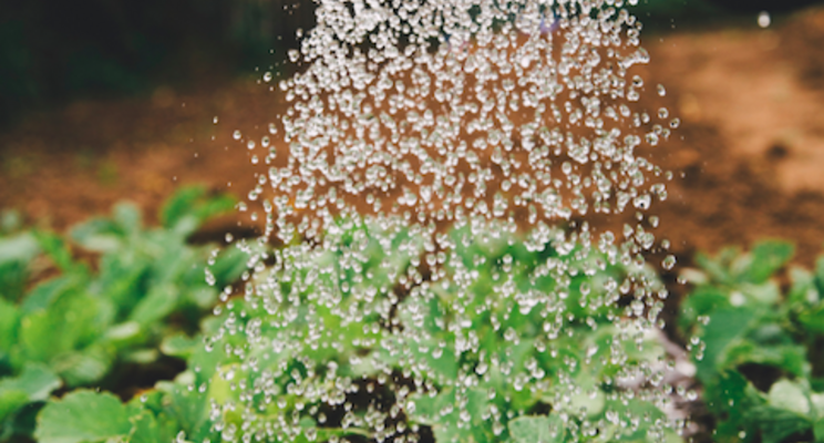 Why strategic energy and water management are driving CEA Why strategic energy and water management are driving CEA