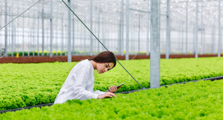 How soon will there be a robot in your greenhouse? How soon will there be a robot in your greenhouse?