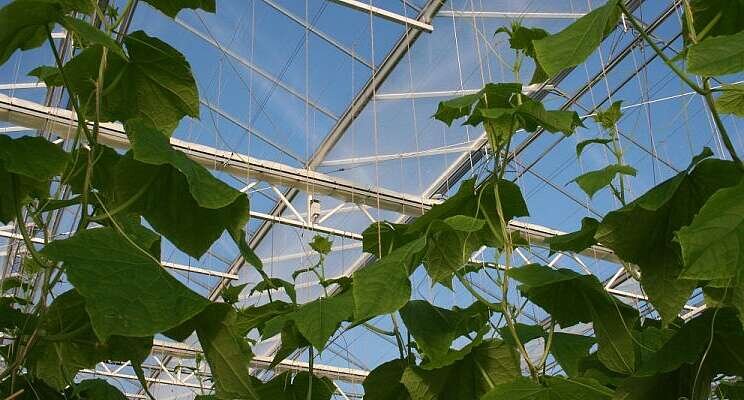 'Serious game' for growing cucumbers energy-efficiently 'Serious game' for growing cucumbers energy-efficiently