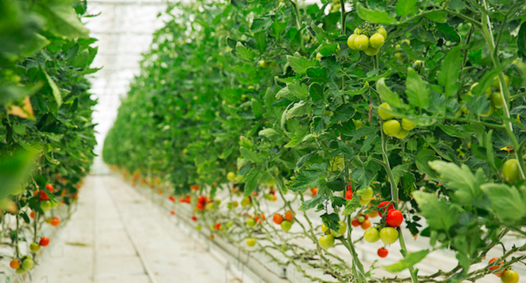 Breeding for success in indoor vegetable production Breeding for success in indoor vegetable production