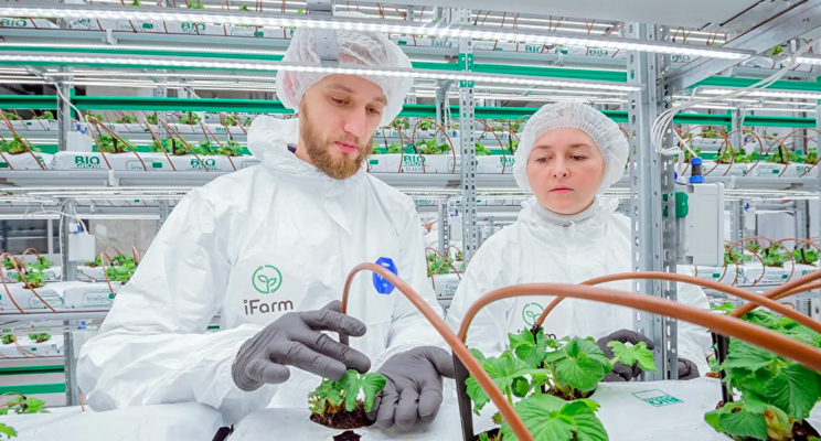 How iFarm Berries technology works How iFarm Berries technology works