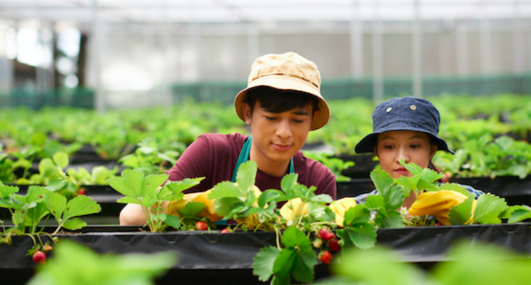 How AI can transform traditional farming How AI can transform traditional farming