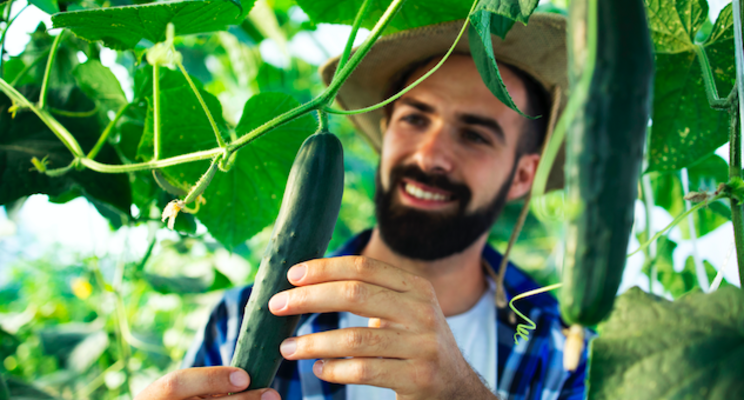 Snack cucumber grower expands to full course of LEDs Snack cucumber grower expands to full course of LEDs