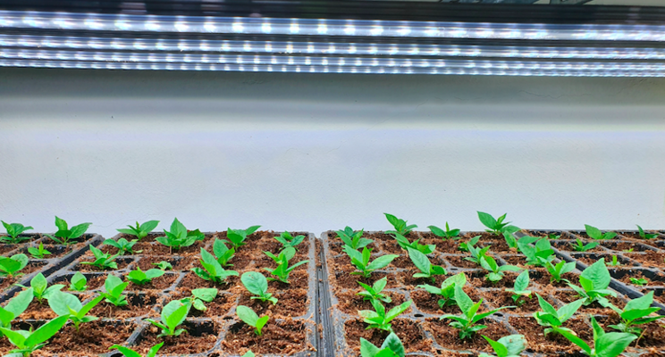The importance of DLI and light quality The importance of DLI and light quality