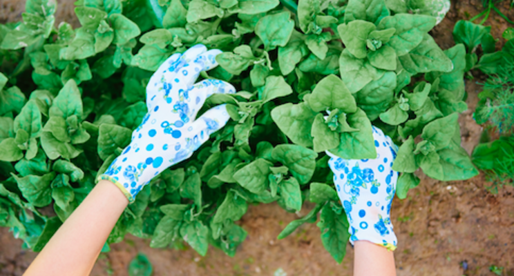 Plants can prepare for insect attack sequence Plants can prepare for insect attack sequence
