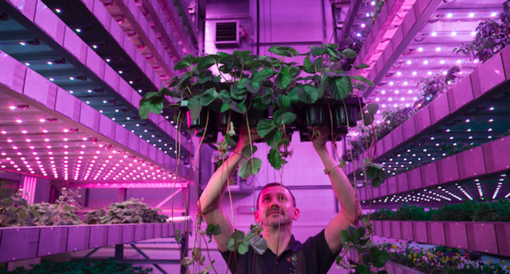 The wellbeing resorts to include sustainable IGS vertical farms The wellbeing resorts to include sustainable IGS vertical farms