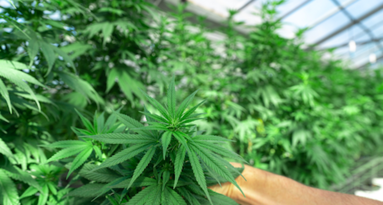 How one cannabis grower is keeping things sustainable How one cannabis grower is keeping things sustainable