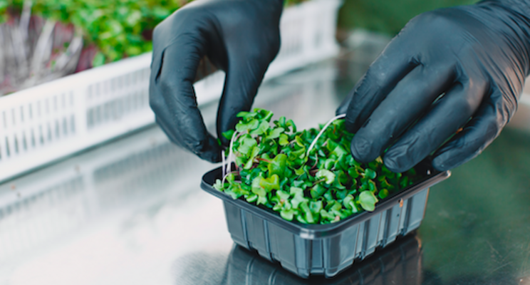 Salad will survive climate change. But at what cost? Salad will survive climate change. But at what cost?