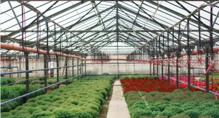 New partnership to introduce Proven Winners Houseplants New partnership to introduce Proven Winners Houseplants