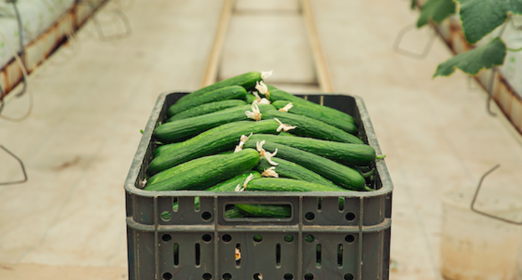 Monitoring potassium deficiency in cucumbers Monitoring potassium deficiency in cucumbers