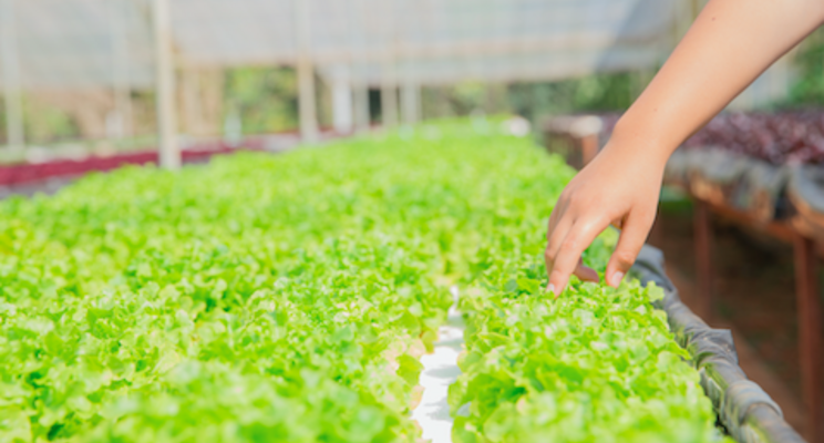Major field grower's first investment in the CEA industry Major field grower's first investment in the CEA industry