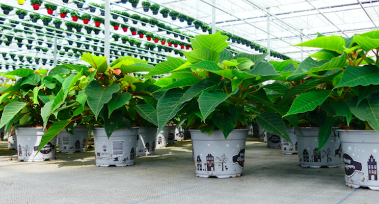 Webinar: 'ErfGoed cultivation floors let your business flower!' Webinar: 'ErfGoed cultivation floors let your business flower!'