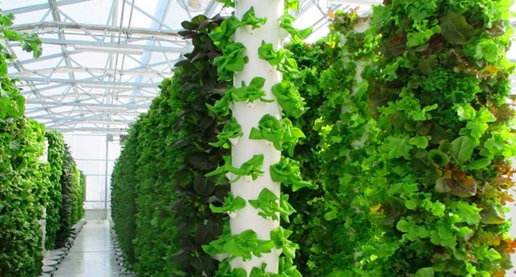 UK's largest vertical farm that uses only sunlight harvests UK's largest vertical farm that uses only sunlight harvests