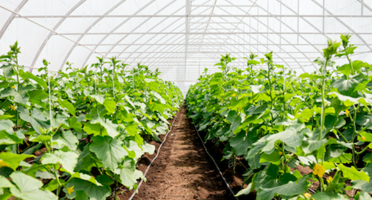 Capture more light for your plants Capture more light for your plants