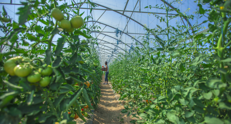 Greenhouses enabling hurricane-resilient farming in Puerto Rico