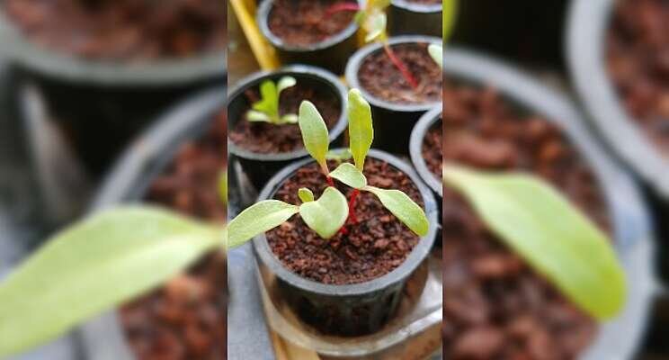 Monitoring for problems in poinsettias during production