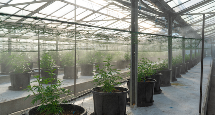 Developing engineered microbes for crop protection Developing engineered microbes for crop protection