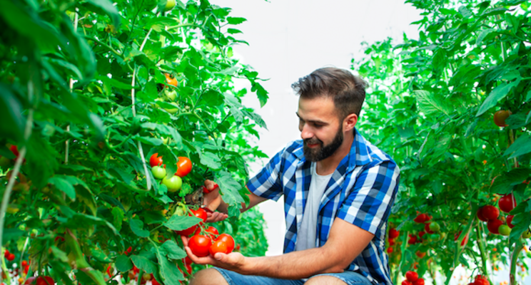 UA-CEAC hydroponic tomato intensive workshop