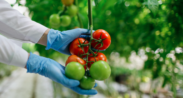 Pure Flavor expands greenhouse-grown organics line