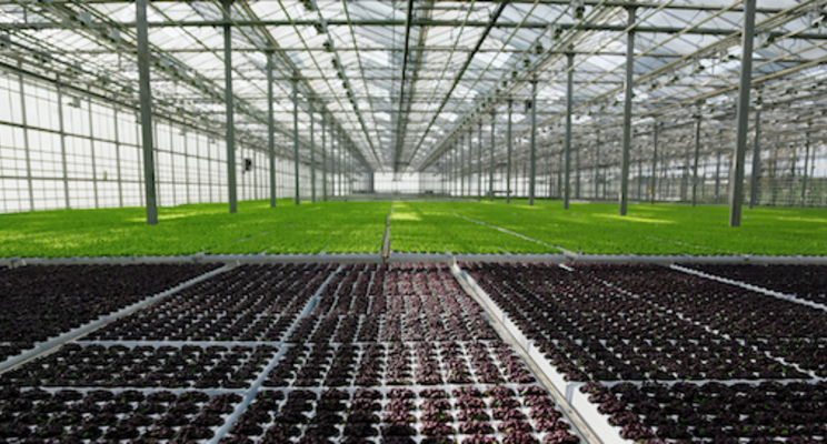 Nature Fresh Farms inks huge lighting contract with Agrolux