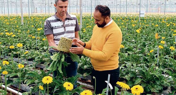 'Grodan Grofit is tailor-made for gerbera cultivation' 'Grodan Grofit is tailor-made for gerbera cultivation'