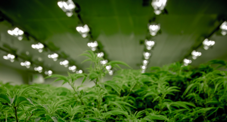 High yields and crop productivity with HPS lighting
