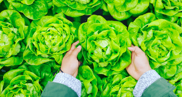 Vertical Field launches vertical farms in Russia and Ukraine Vertical Field launches vertical farms in Russia and Ukraine