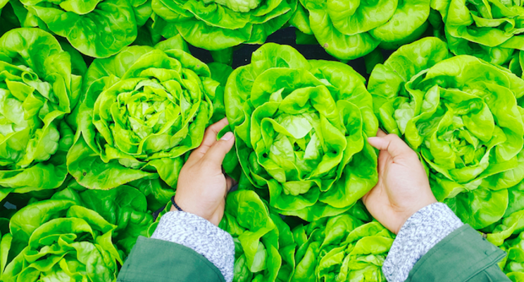 Vertical Field launches vertical farms in Russia and Ukraine