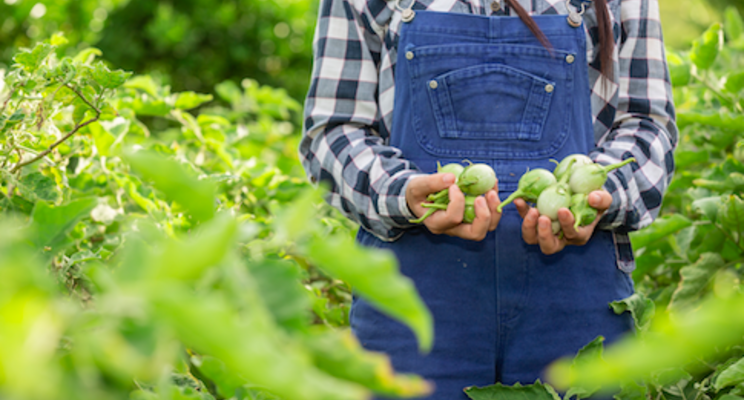 India expects record horticulture crops production India expects record horticulture crops production