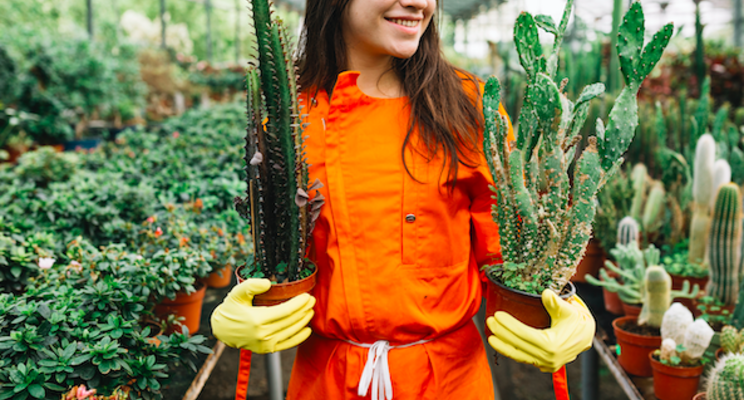 8 tips for adding succulents to the production cycle 8 tips for adding succulents to the production cycle