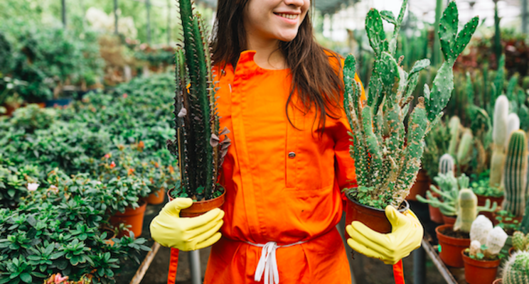 8 tips for adding succulents to the production cycle